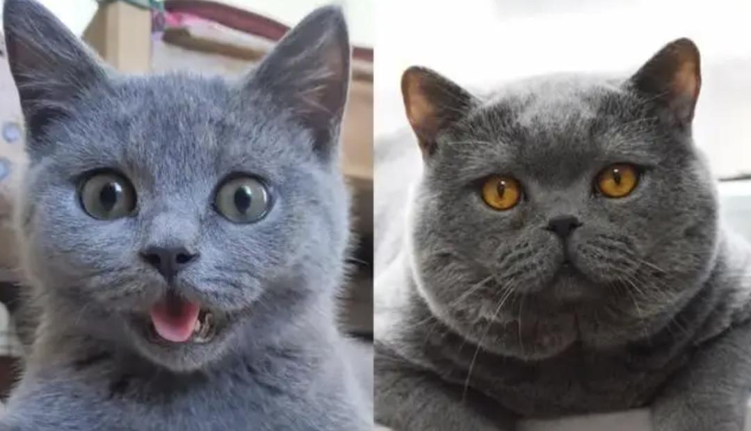 发腮显老,比变老更可怕的是体态崩了