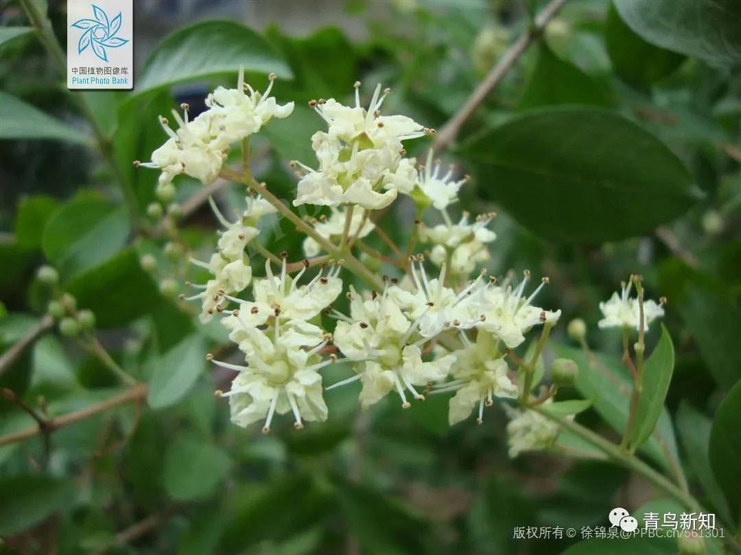 指甲花的图片和特征,干净耐看短指甲花