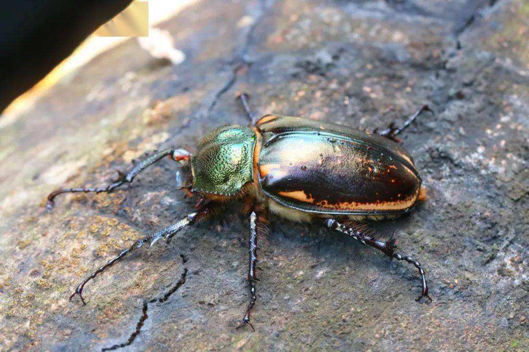 阳彩臂金龟已经灭绝了吗,阳彩臂金龟真的灭绝了没