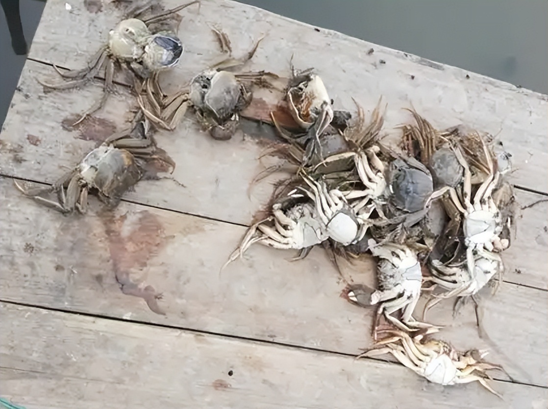 螃蟹买回来死掉了还能吃吗,死螃蟹用高温处理后可以吃吗