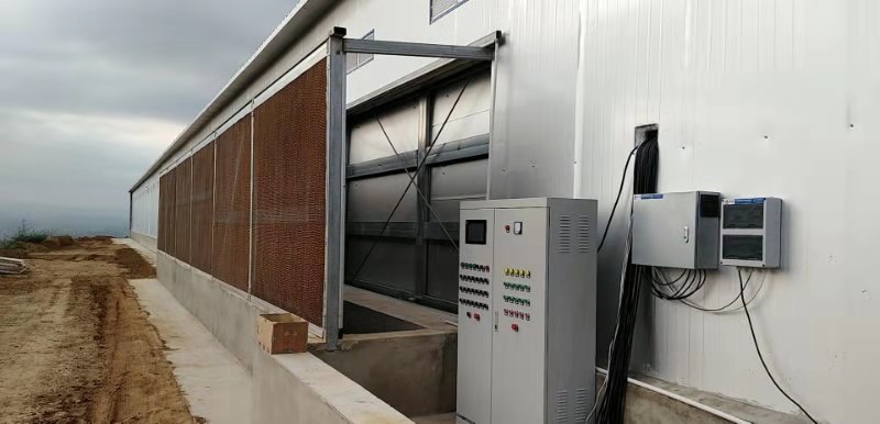 鸡高温中暑多少时间能够康复,夏天鸡高温中暑要用什么药