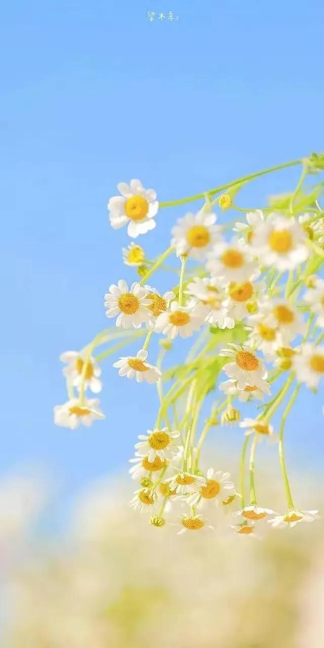 顶级绝美花朵壁纸娇艳欲滴的玫瑰,华为手机壁纸高清全面屏唯美花朵