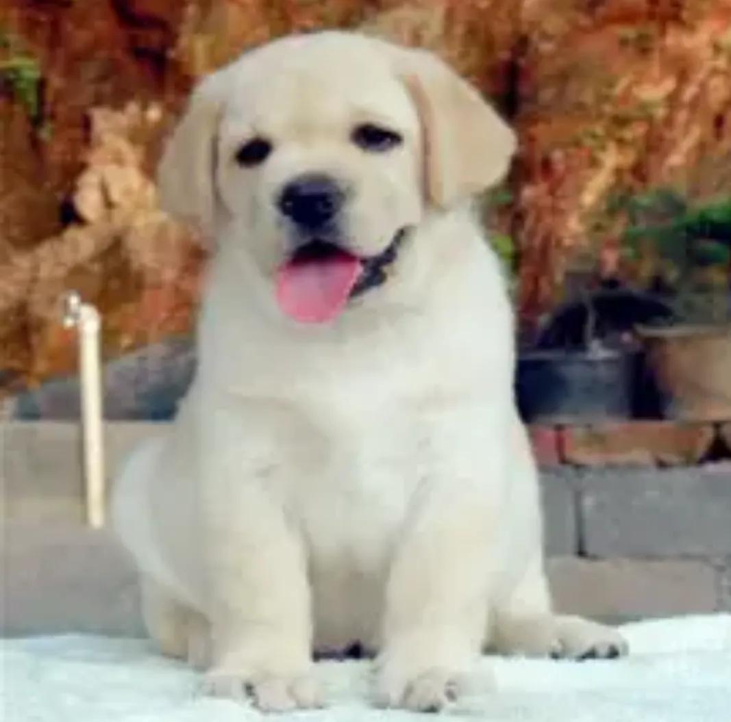 新手养狗适合养拉布拉多吗,养狗的你真的了解拉布拉多吗