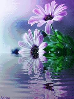 好看山水花鸟图,最漂亮的大自然山水花鸟图片大全