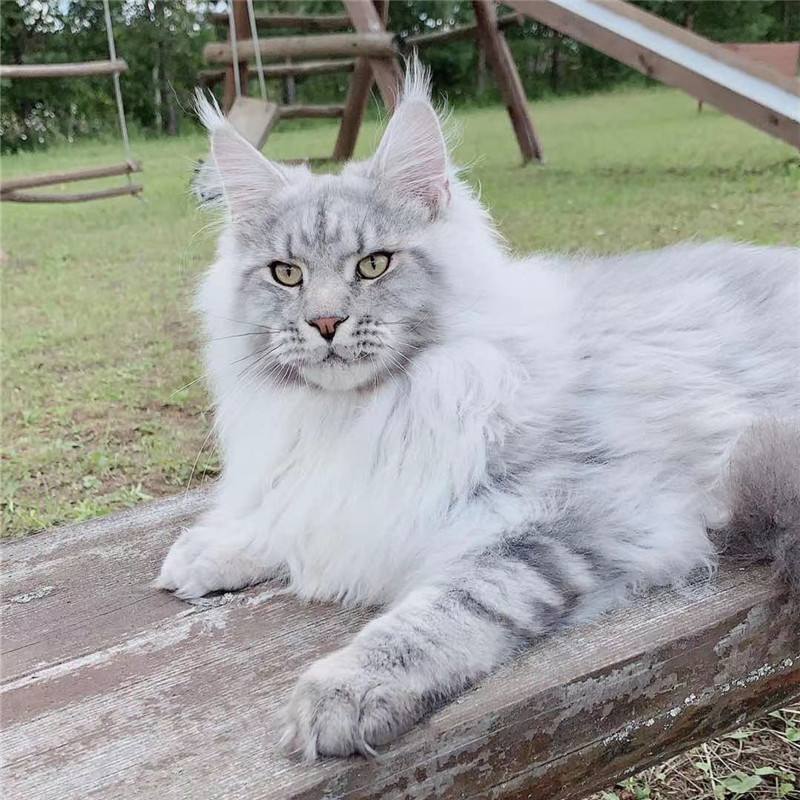 什么猫猫最好养又便宜,哪种猫猫最便宜好养