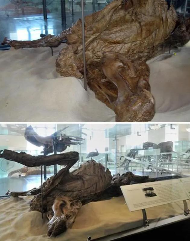 各种古生物化石图片,神秘的地球古生物昆虫化石