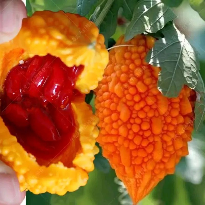 金铃儿在前期小时候的样子,金铃子故事