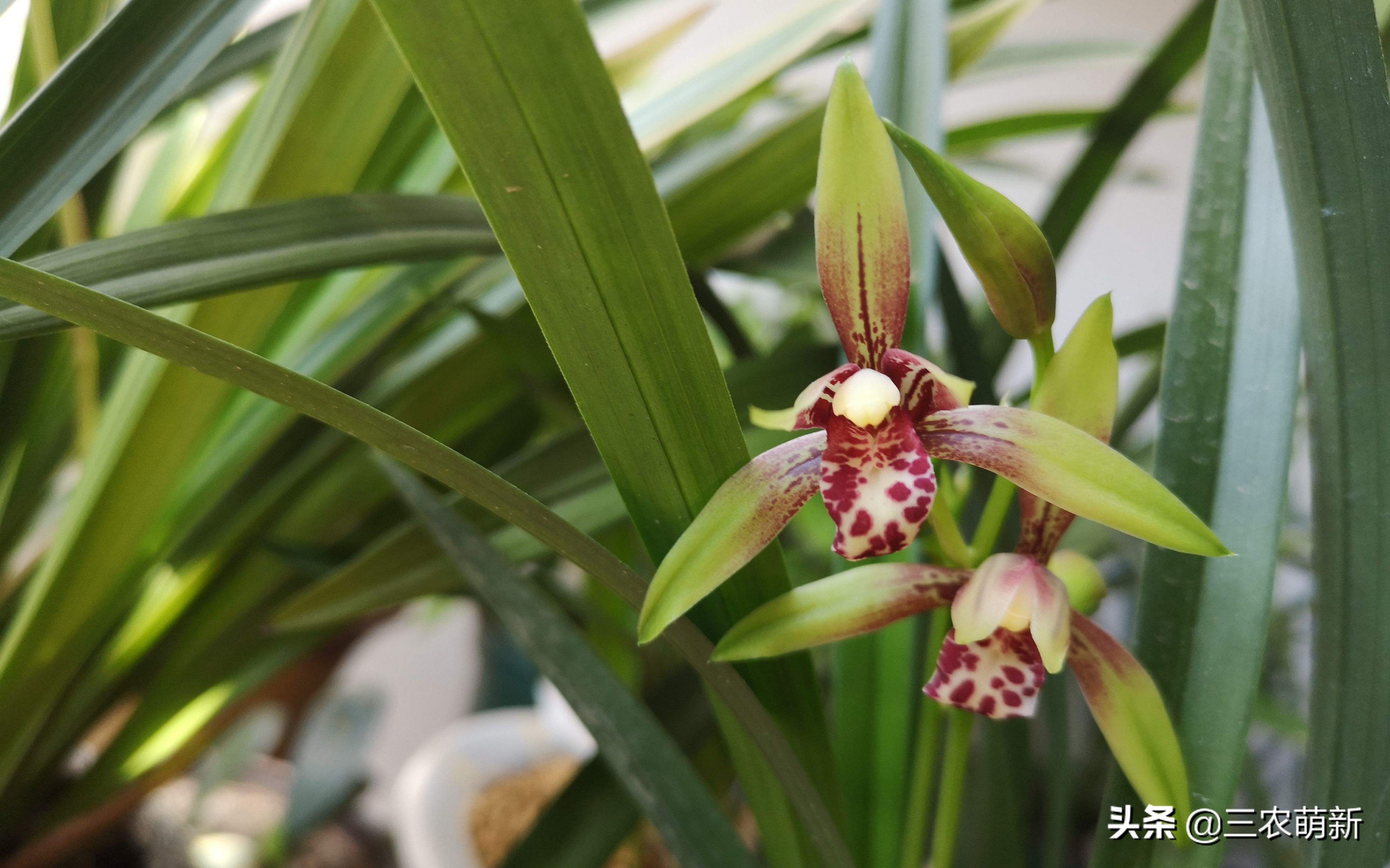 兰花的哪些品种比较好养,兰花哪个品种好养养不死