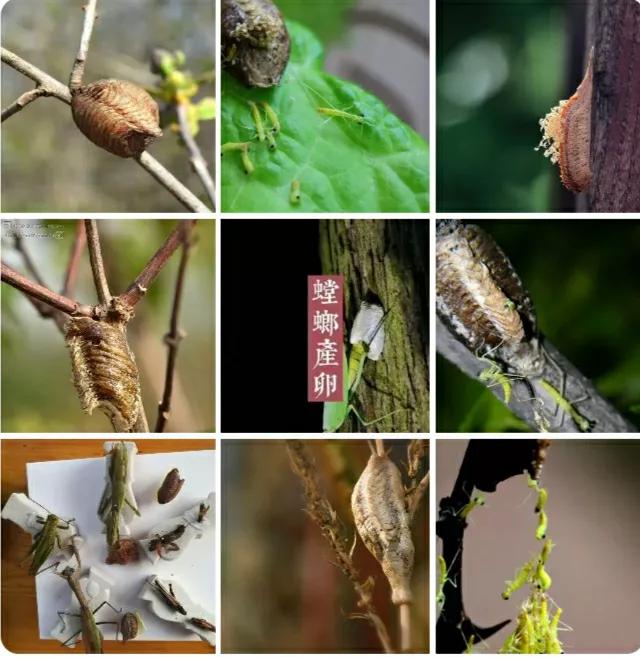 昆虫记螳螂捕蝉过程,昆虫记螳螂