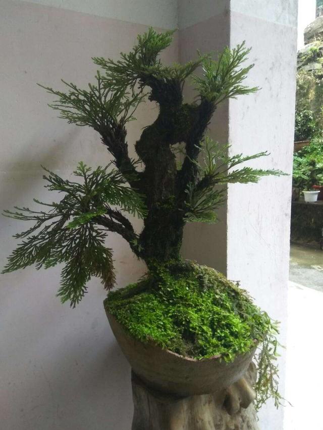 家里可养九死还魂草,家里可以种还魂草