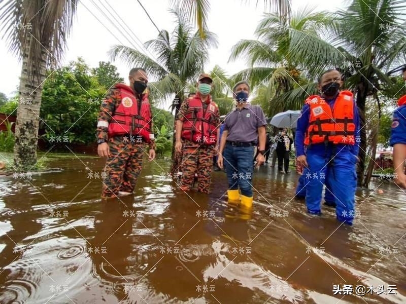 马来砍伐猖獗，在线可买伐木许可证