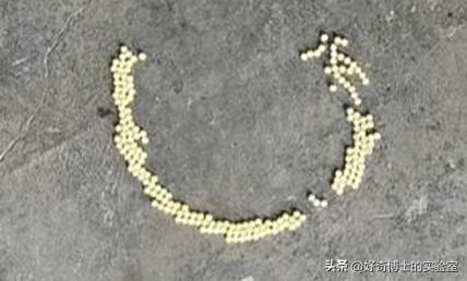 密密麻麻又小又黄的颗粒是虫卵吗,家里褐色小颗粒是什么虫卵