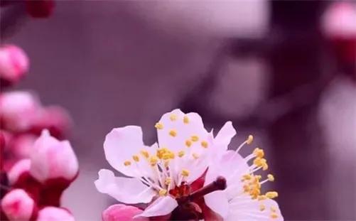 闰月清明不上坟什么说法,闰月清明不上坟的新说法