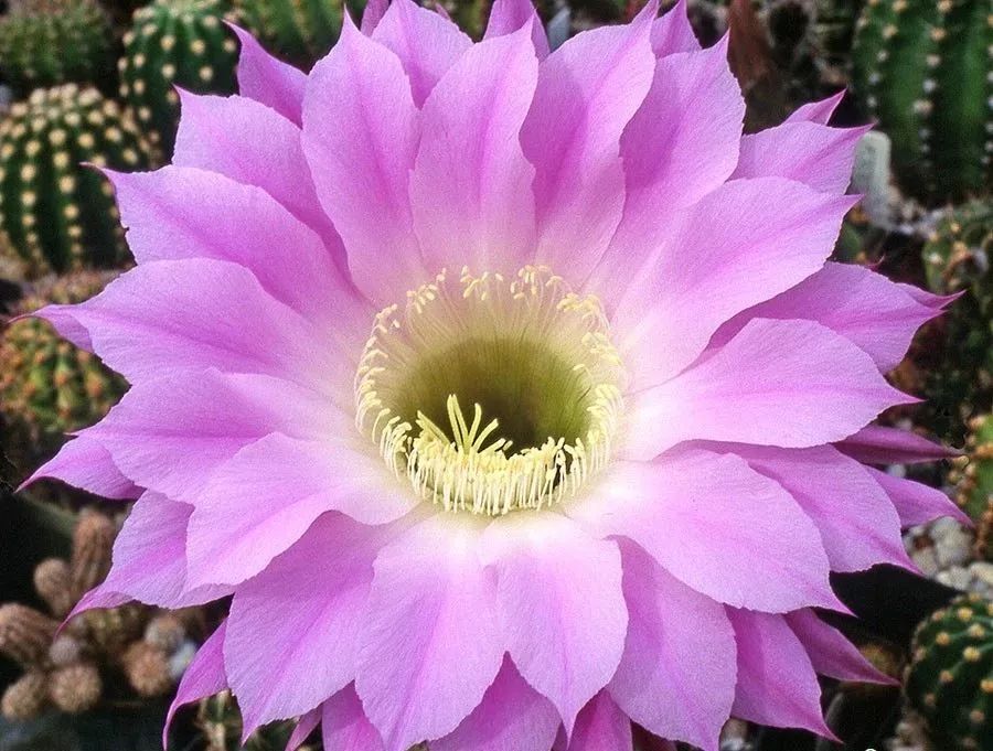 200种·仙人球开花图鉴，大开眼界，美到爆