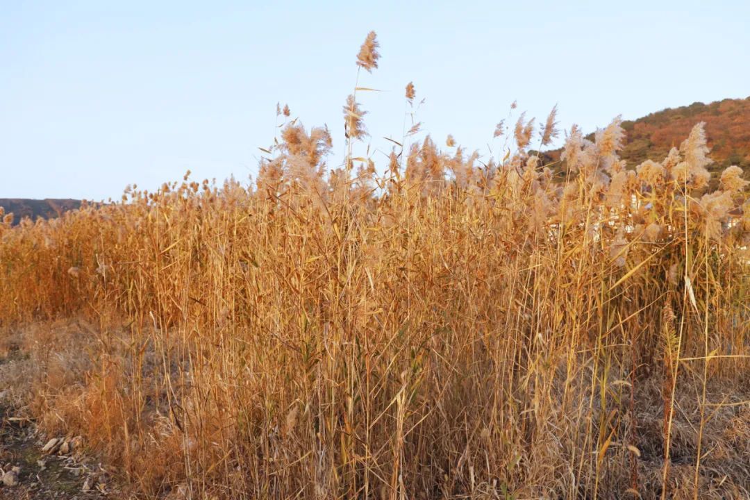太湖西山岛冬季旅游攻略,苏州太湖西山岛有什么玩的