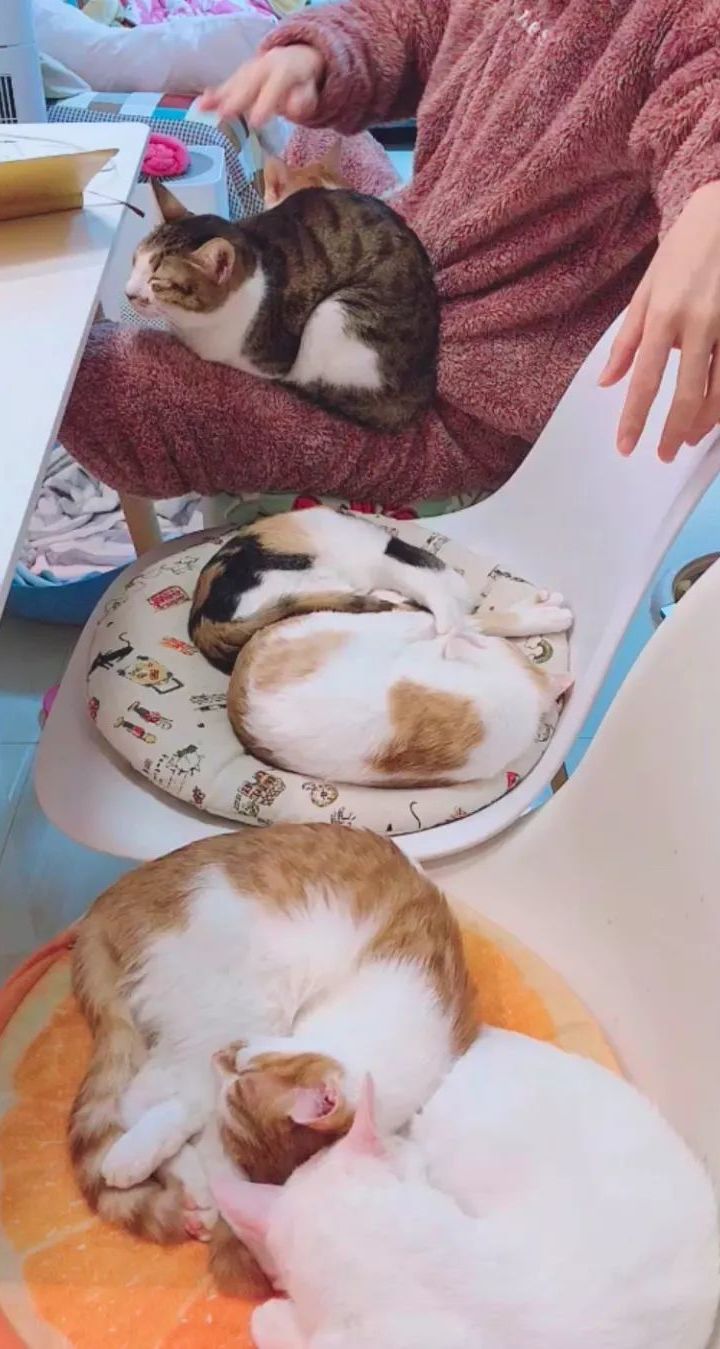 猫咪便秘最快通便的土方法,猫咪一吃肉就便秘