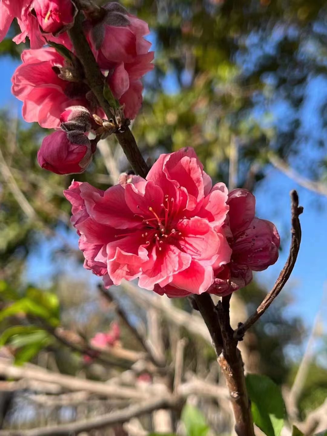 5.98万缤果实测,5.98万缤果配置