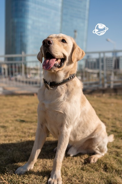 养金毛狗一对一年的收入,养十只金毛一年能赚多少钱