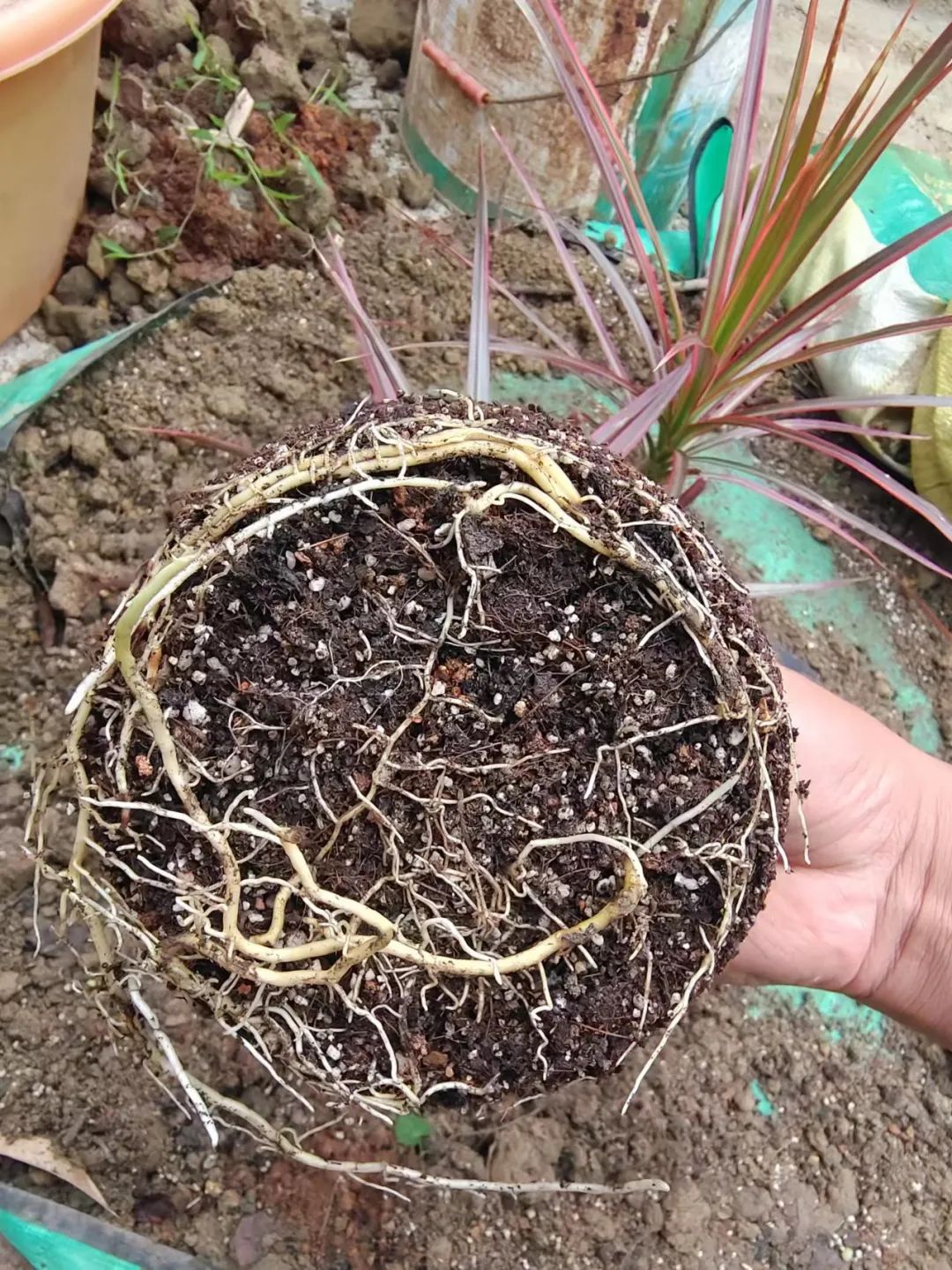 千年木树顶发黄怎么办,千年木叶子变软耷拉