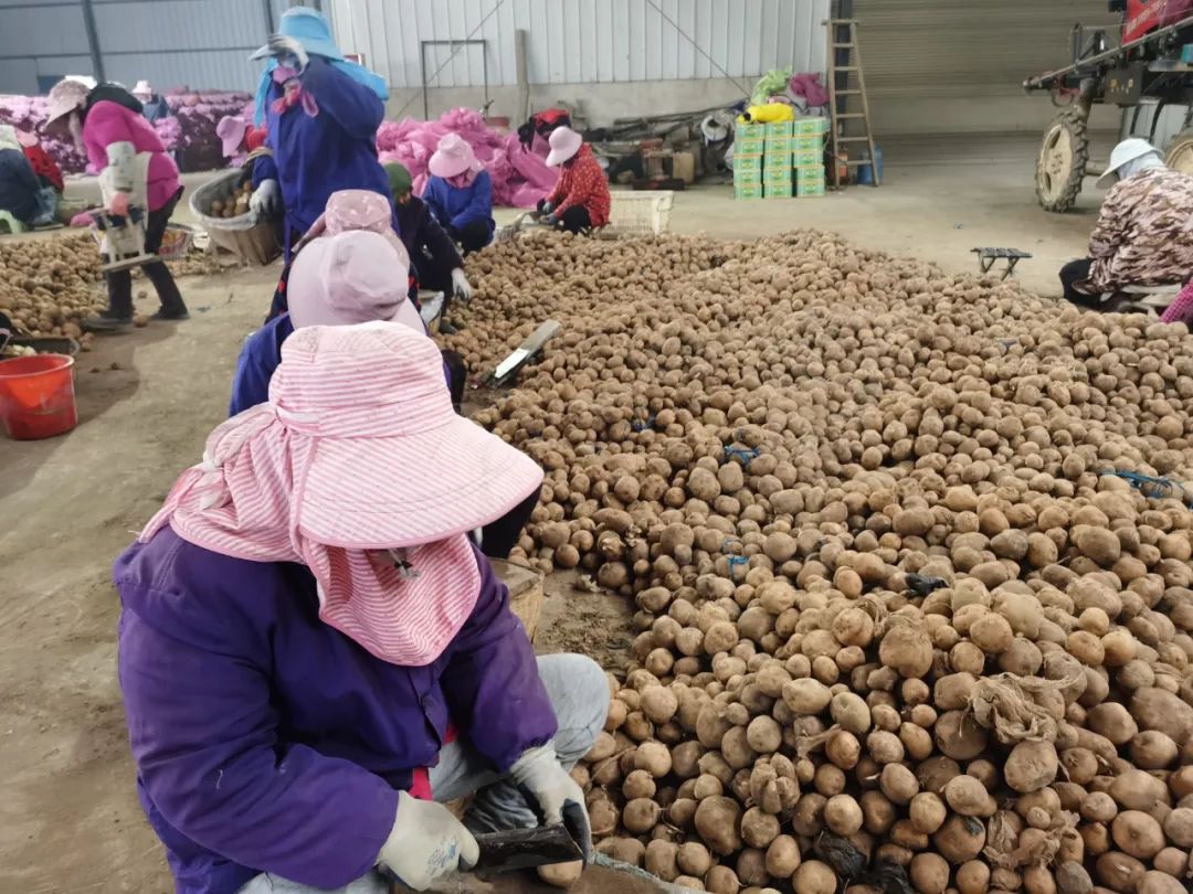 一只薯种出万元田！“*党**建+特色农业”让资源贫乏村“点”亮“薯”光大道
