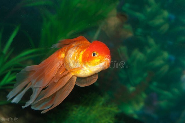 閲戦奔鐨勭绫讳竴鍏辨湁澶氬皯,灏忔矙閲戦奔绉嶇被