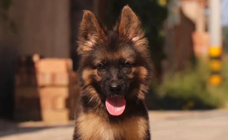 德国牧羊犬怀孕前的预兆,德国牧羊犬孕育期还打针吗