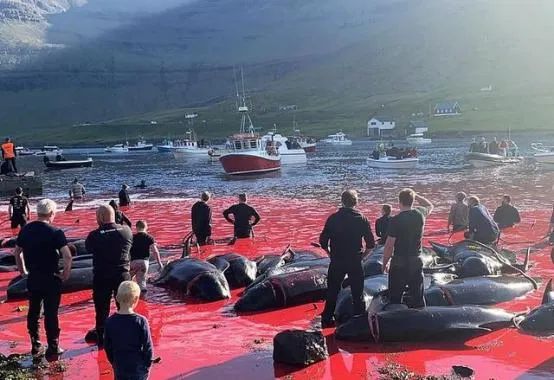 阿凡达2揭秘,阿凡达2为什么猎杀肯图鲸