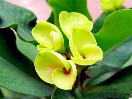 虎刺梅开花像海棠一样红,虎刺红梅花