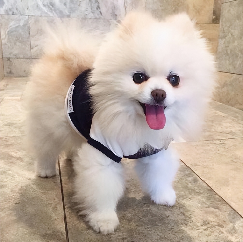 养狗首选这几种忠诚又好养,新手养狗建议养这几种好养又省事