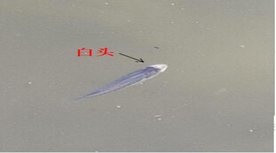 加州鲈水花咬尾怎么办,加州鲈白嘴白尾的处理办法