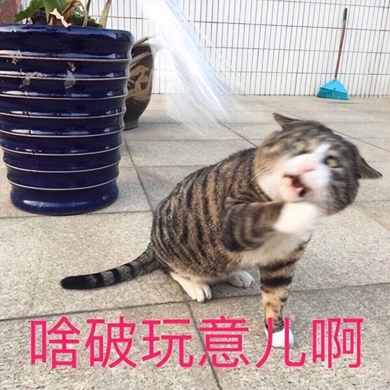 亲，有没有听说过“展会爆款本”？买完就埋的那种