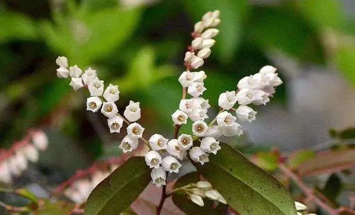 南烛，白天不懂夜的黑，饭的黑你可能也不懂｜花名册No.00174