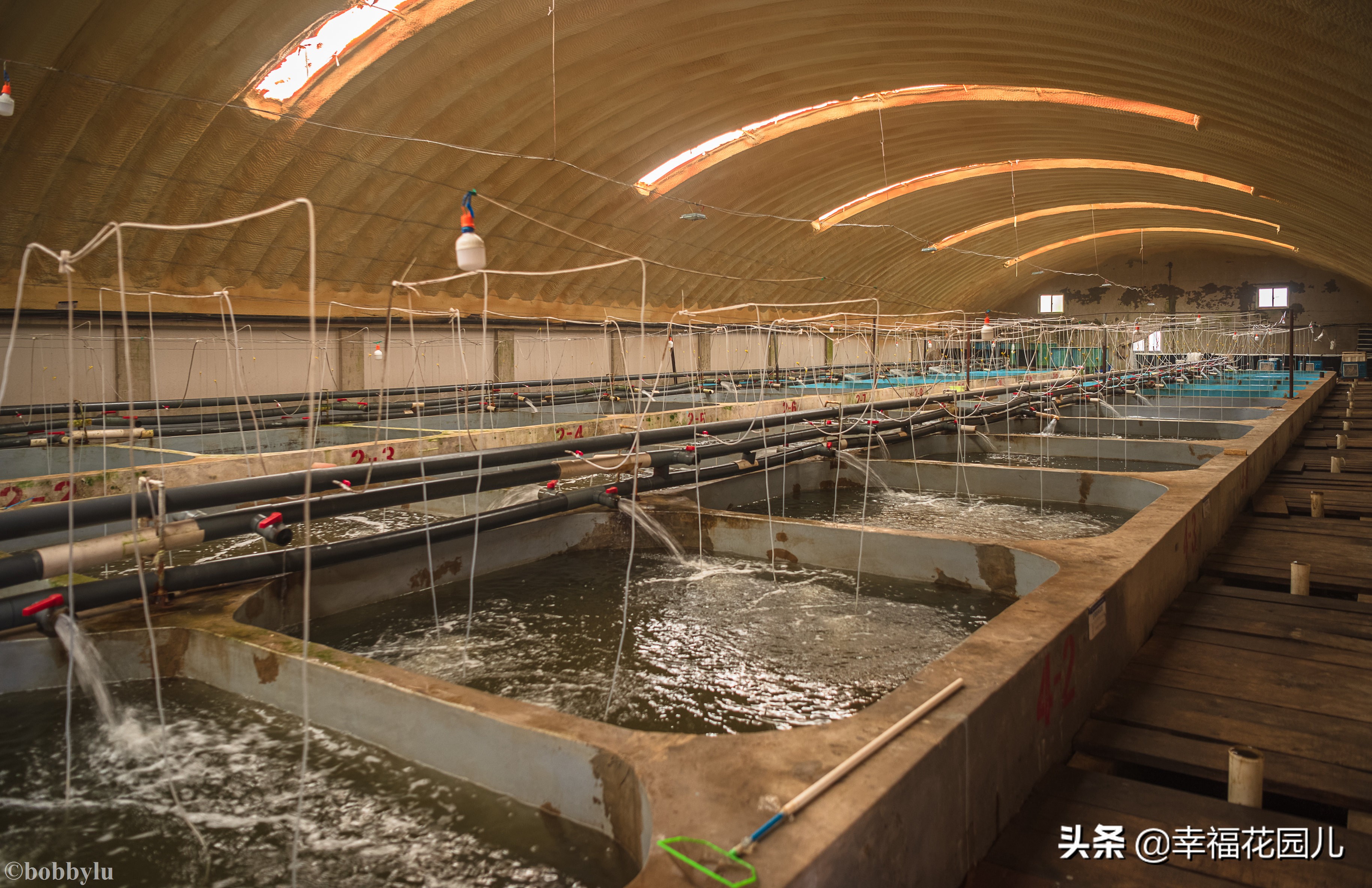 美味河豚有多金贵？养殖就有多娇贵！十里海河豚小镇探秘美食之源