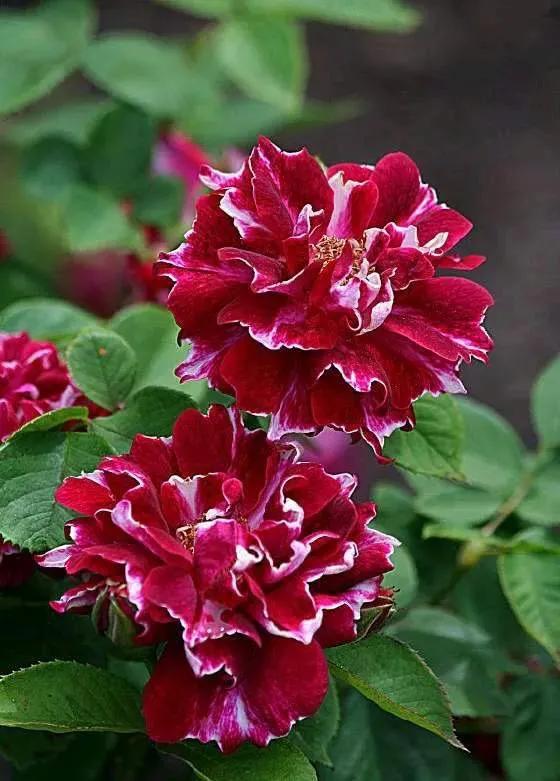 月季美图100张,妩媚动人的月季花图片