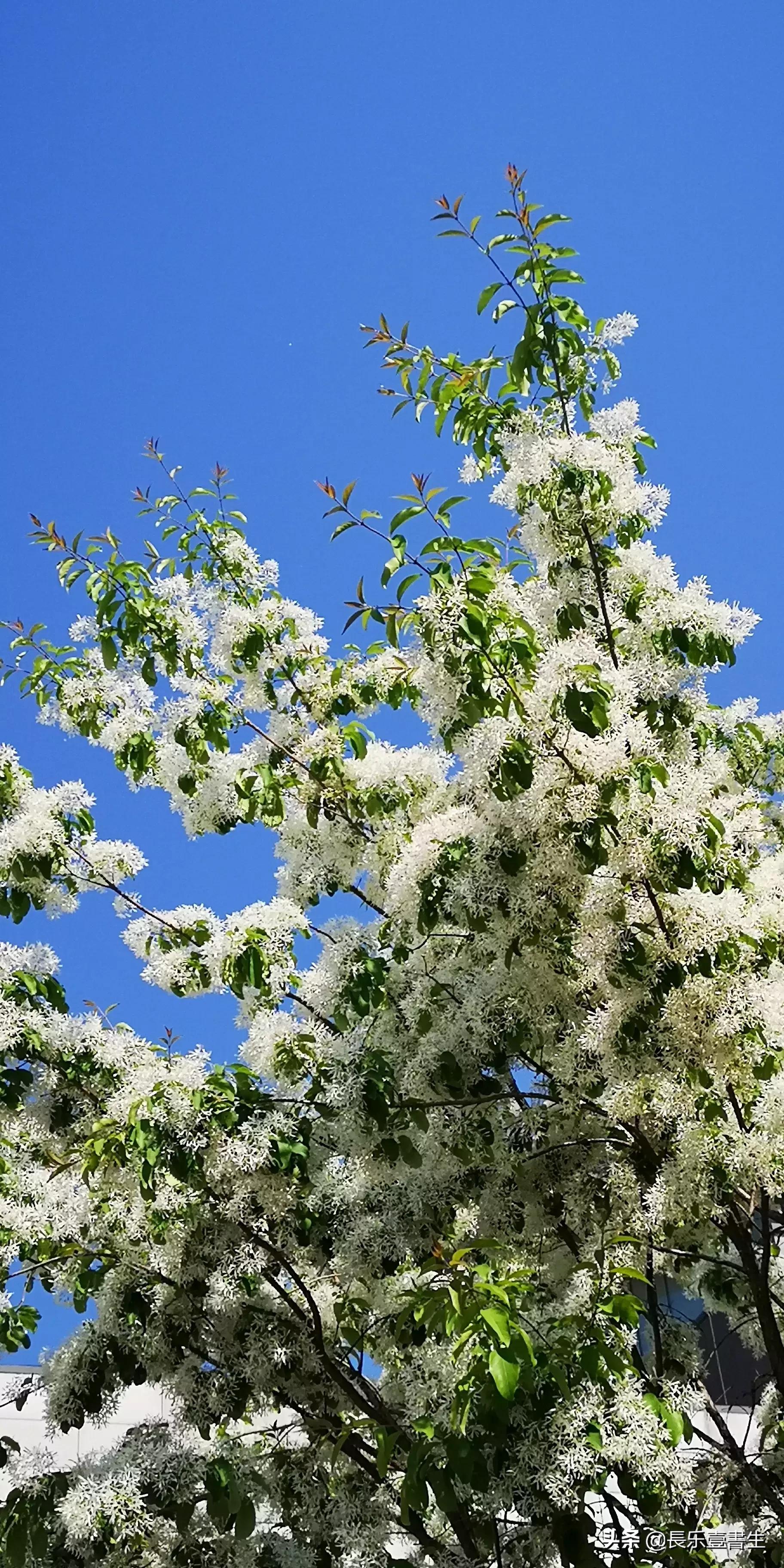 中国园林博物馆游览时间表,小众游玩强烈推荐北京园林博物馆