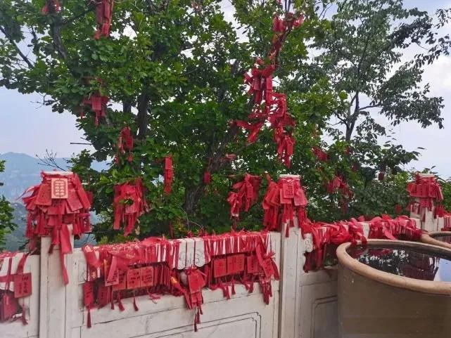 老人言屋前不栽树,树不能随便砍风水