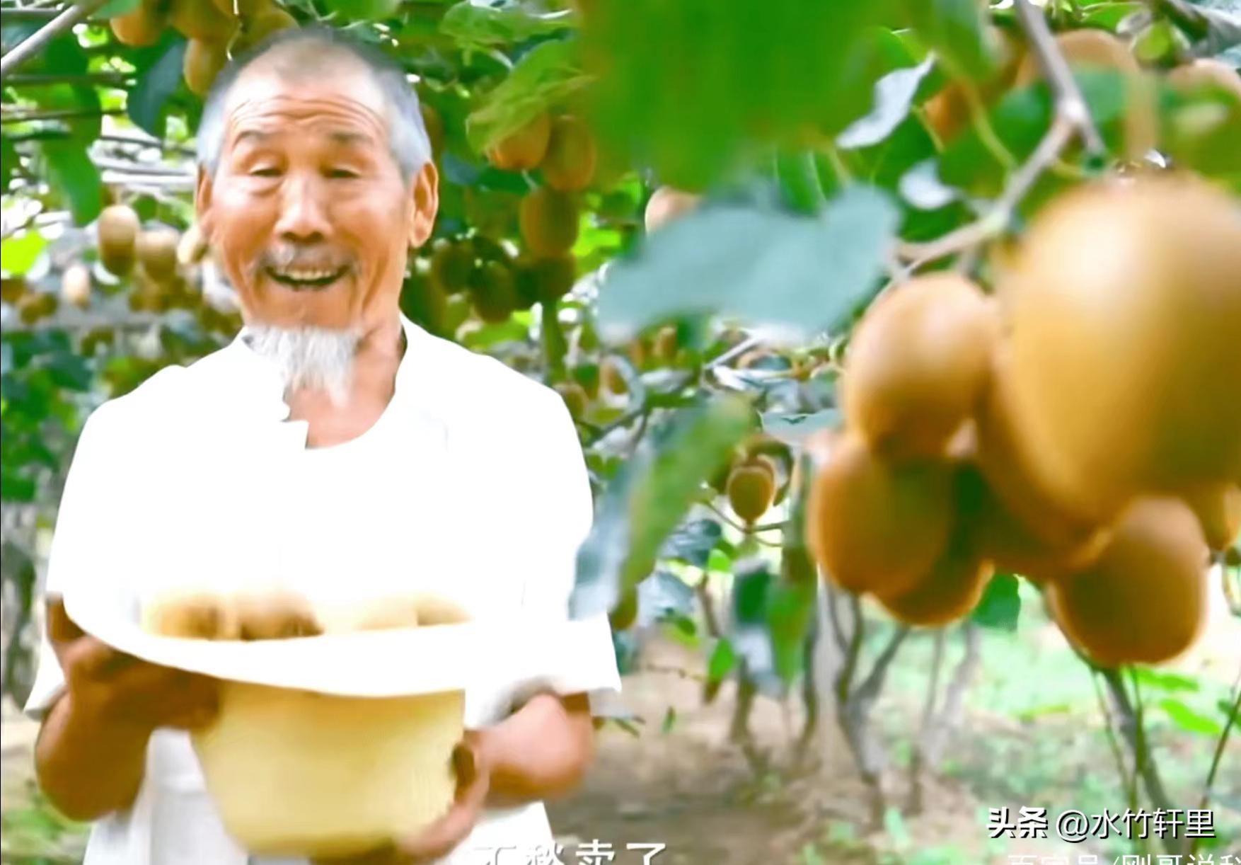 猕猴桃蒸熟了吃好吗,猕猴桃滞销了怎么办