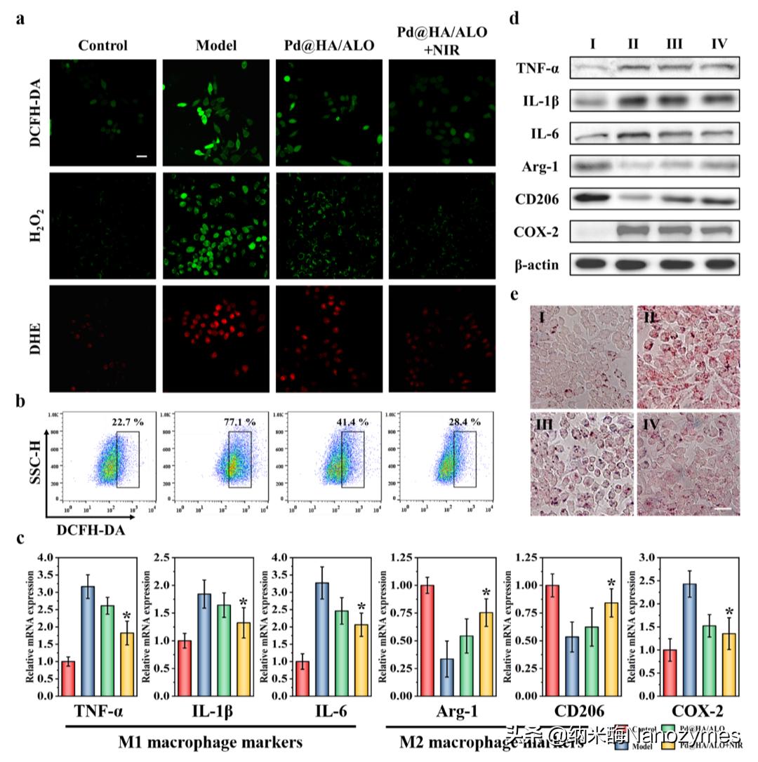 CCL|透明质酸修饰的负载苦豆碱的钯八面体用于治疗动脉粥样硬化