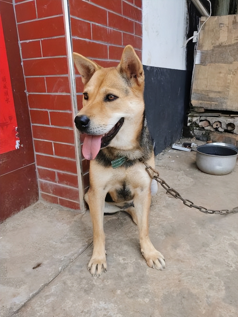 现在的中华田园犬怎么越长越矮了,中华田园犬为什么比其他犬好养