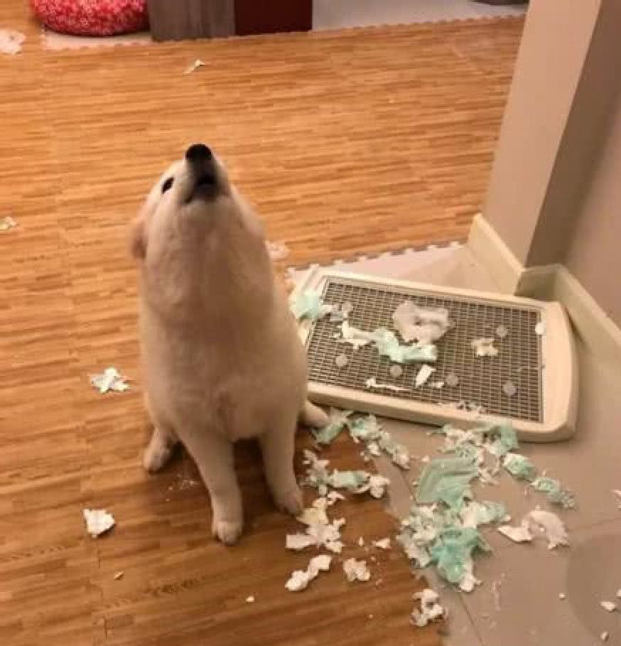 养狗的害处看完你还敢养吗,家中养狗养猫有没有害处