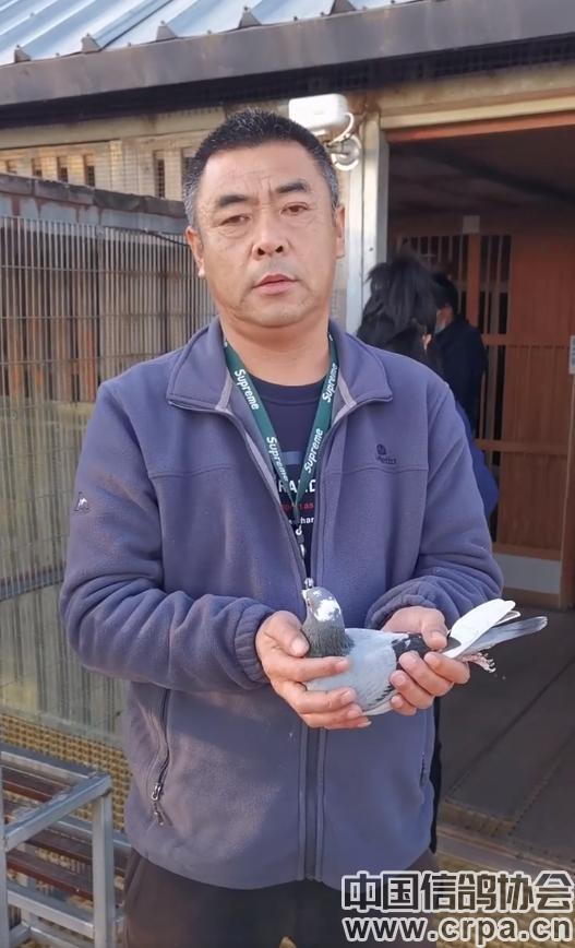 高分速高归巢！“世界杯”唐山阳光站第四关500公里比赛圆满收官