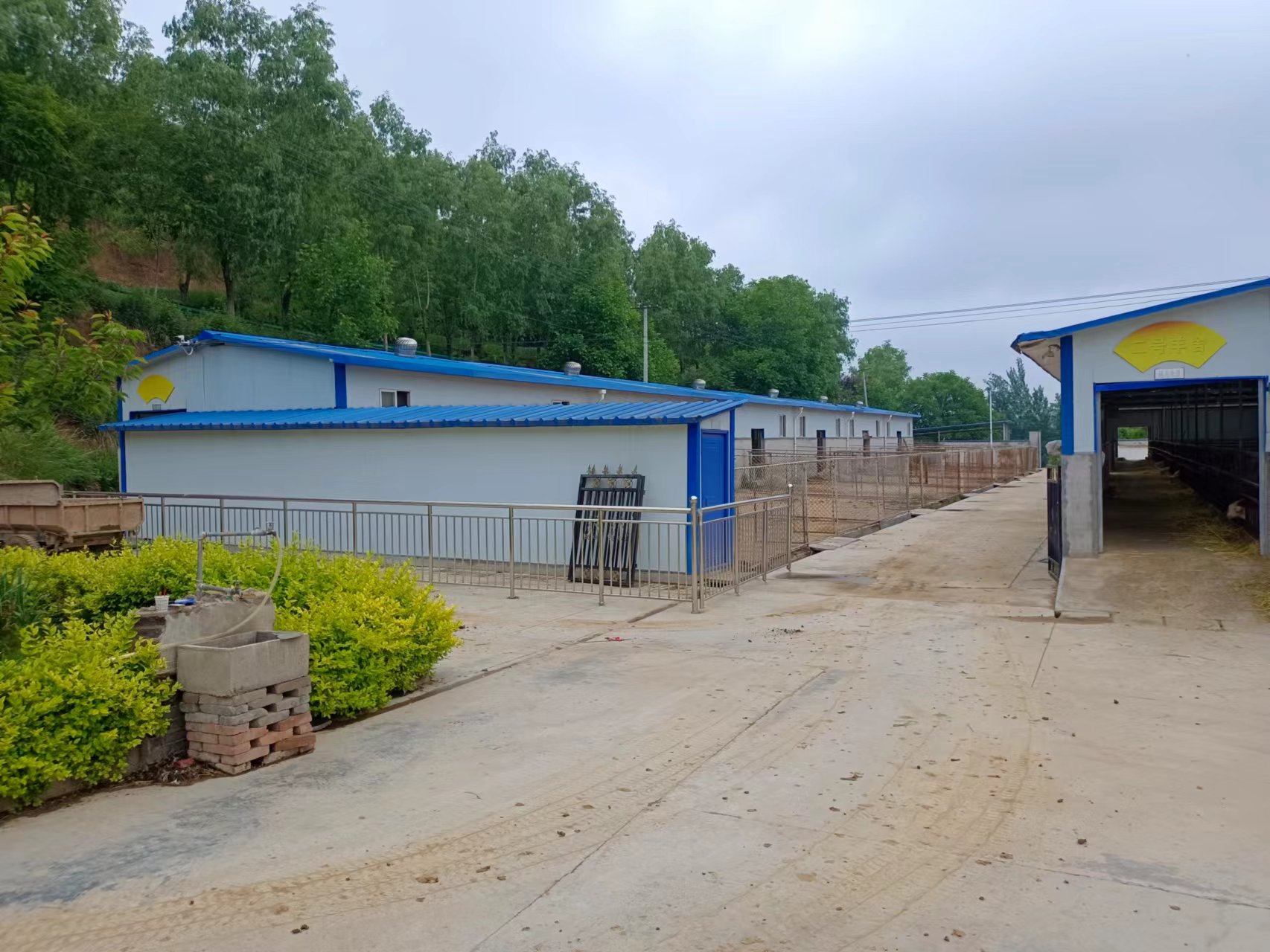 羊圈如何改建？看200斤种羊如何睡上塑料漏粪板上的