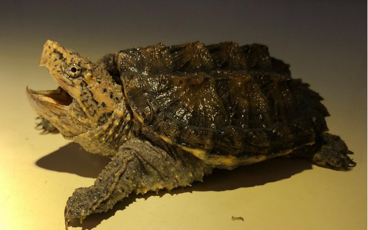 鳄龟养殖方法和注意什么,鳄龟苗子深水饲养方法