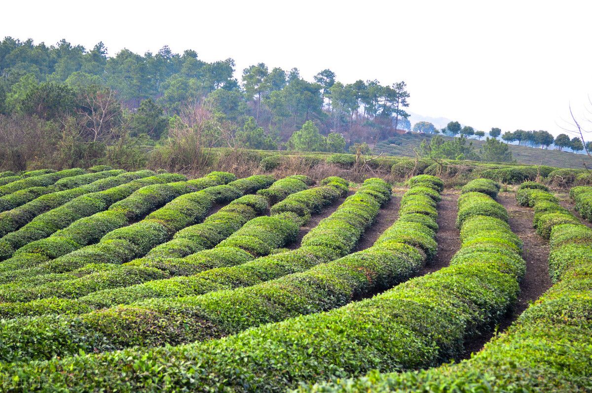 茶叶电商成为万亿茶产业助推剂,新零售茶行业新模式