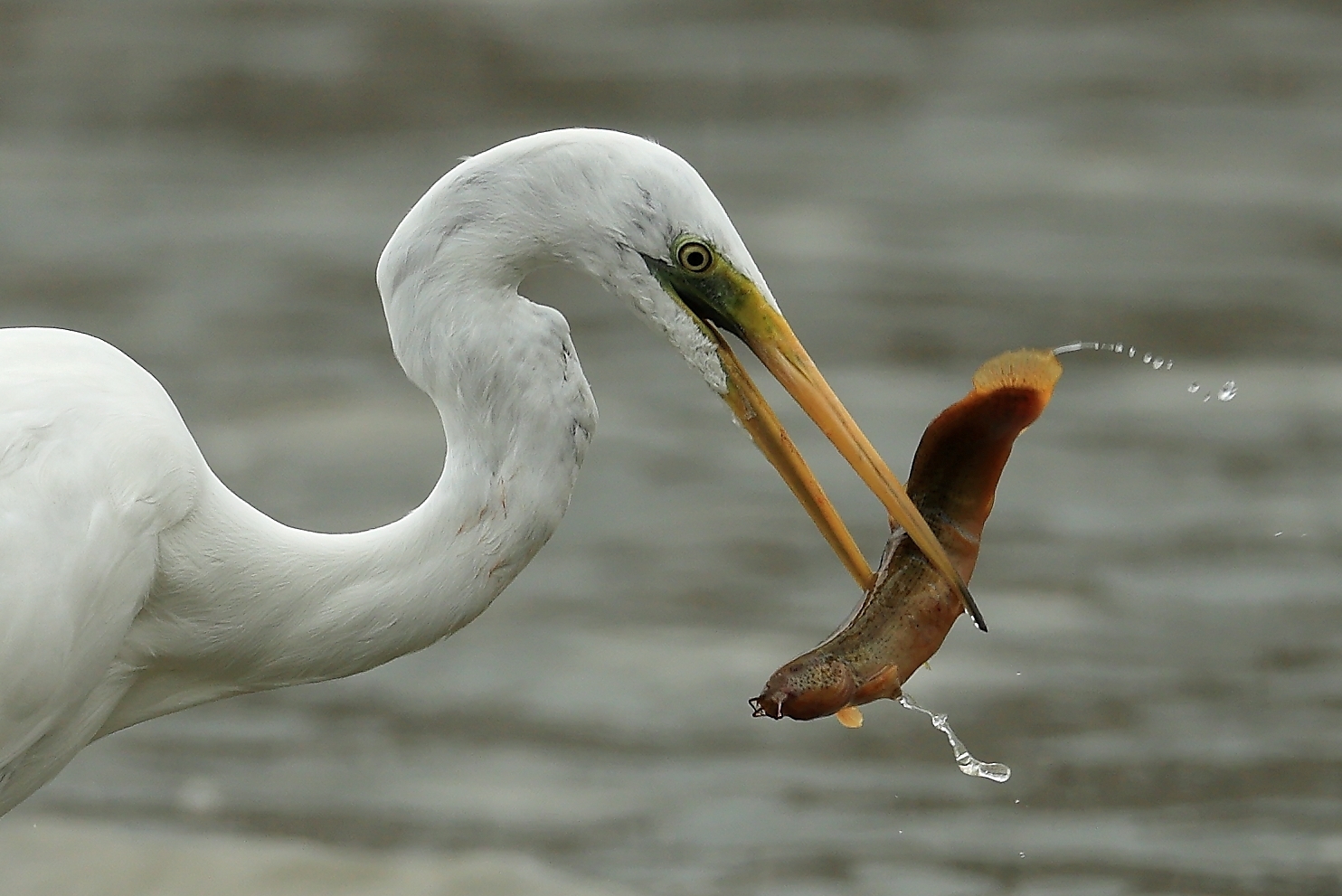 从钓鱼悟到的人生道理,钓鱼路上感悟人生最经典