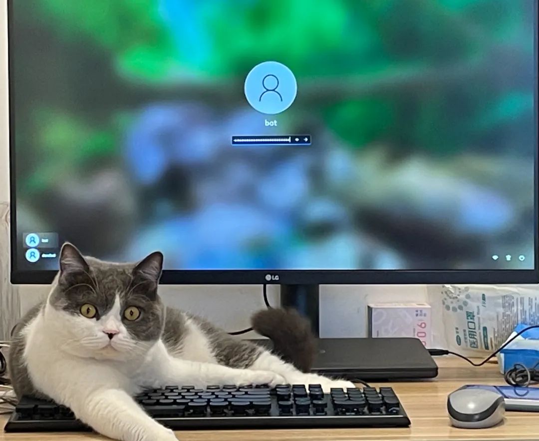 撞到猫狗须报警！不善待动物，你在香港可能面临牢狱之灾