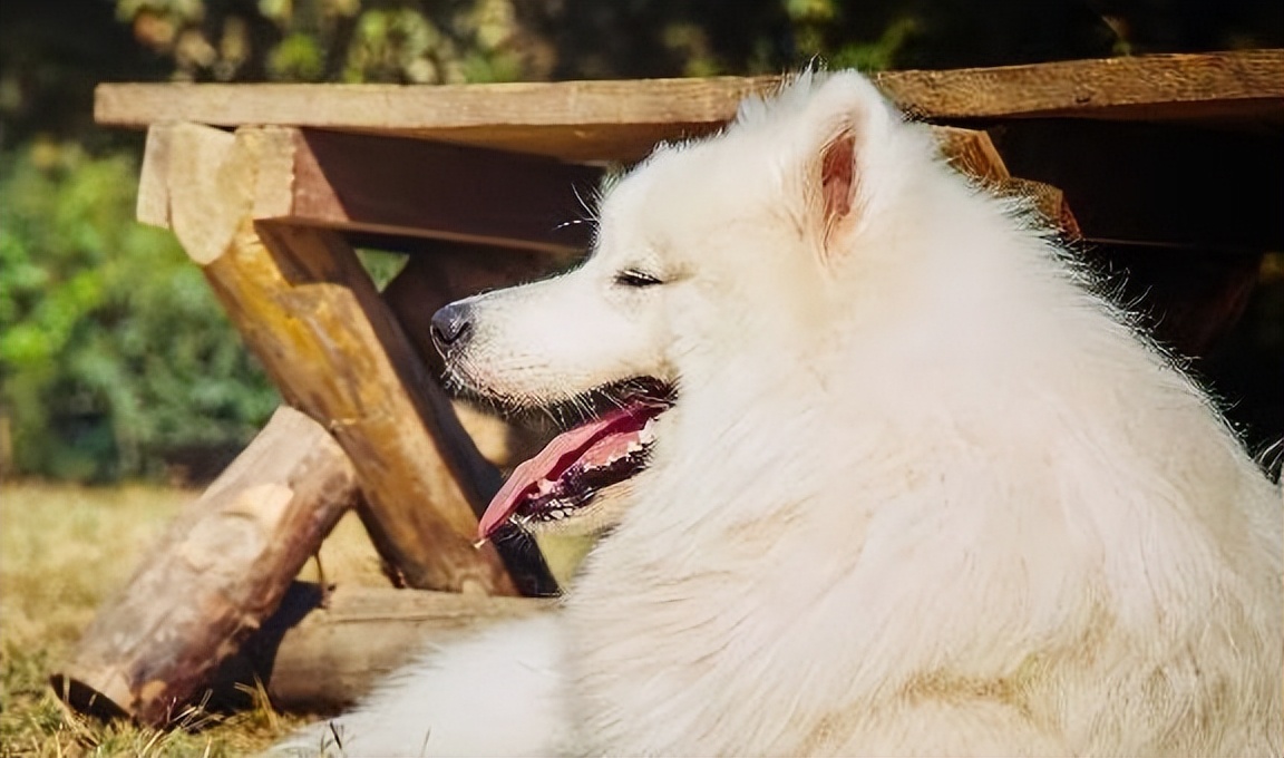 小时候黄色毛茸茸的狗狗,小时候白白胖胖的狗狗