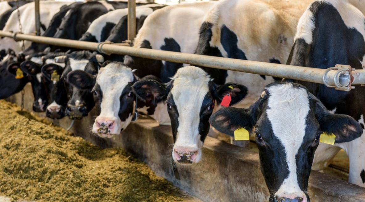 朊病毒致死率100%!无药可救烹煮杀不死，感染后到底有多恐怖？