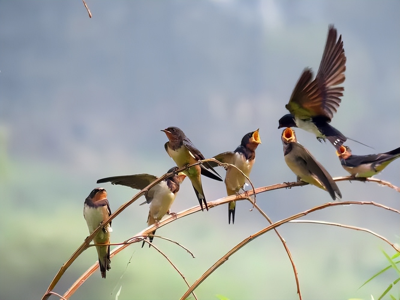 燕子筑巢被人看见,老人说燕子筑巢