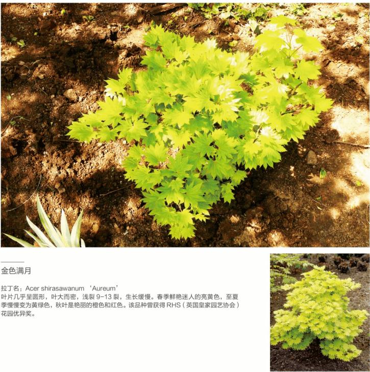 「秋天必看」枫树图鉴22年版——鸡爪枫及日本枫篇